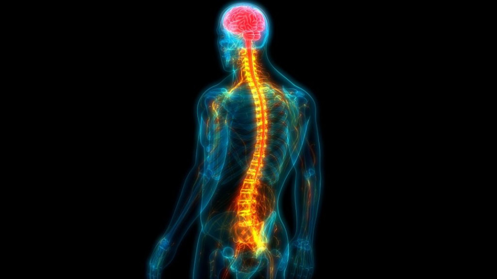 Medula 1 1200 1024x576