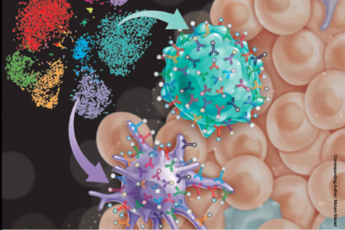 Atlas de celulas inmunitarias de los tumores para mejorar el tratamiento